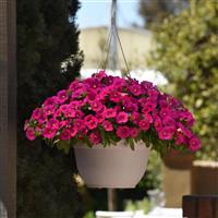 EnViva™ Pink Petchoa