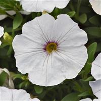 EnViva™ White Petchoa
