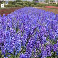 Delphinium Guardian Blue