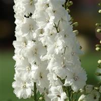 Delphinium Guardian White
