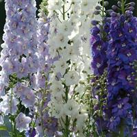 Delphinium Guardian Mixture