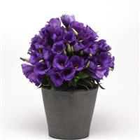 Sapphire Blue Lisianthus