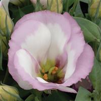 Sapphire Pink Rim Lisianthus
