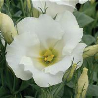 Sapphire White Lisianthus