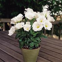 Sapphire White Lisianthus