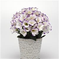 Sapphire Blue Chip Lisianthus