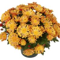 Foxy Time Pot Mum