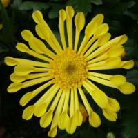 Foxy Time Yellow Improved Pot Mum