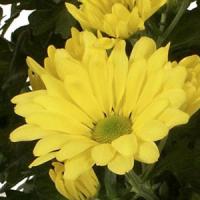 Letitia Time Yellow Pot Mum
