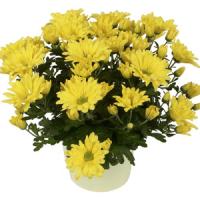 Letitia Time Yellow Pot Mum