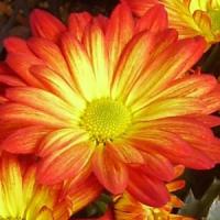 Mount Brilliance Pot Mum