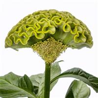 Act Green Cut Flower Celosia