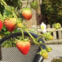 Delizz Strawberry