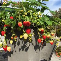 Delizz Strawberry