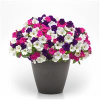 Bodacious Blooms Trixi®