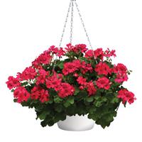 Marcada™ Magenta Interspecific Geranium