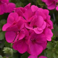 Marcada™ Electric Purple Interspecific Geranium