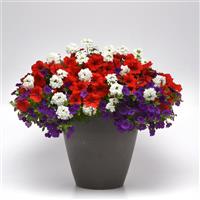 Bloomin' Glory 26 MixMasters™