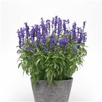 Mystical Blue Salvia