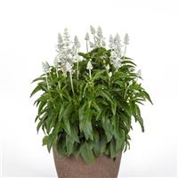 Mystical White Salvia