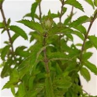 Ice Chill Mentha