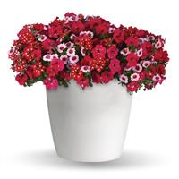 Romance in Bloom 26 Trixi®