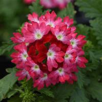 Beats™ Red+White Verbena