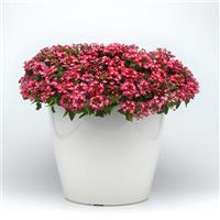 Beats™ Red+White Verbena