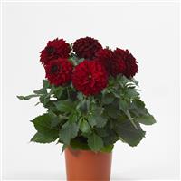 Dalaya<sup>®</sup> Vampire Dahlia
