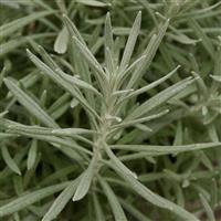 Silver Ribbon Helichrysum