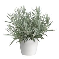 Silver Ribbon Helichrysum