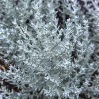 Silver Stitch 26 Helichrysum