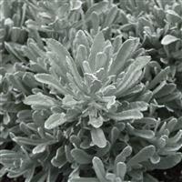 Silver Yarns Helichrysum