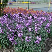 Erysimum linifolium Bowles Me Away