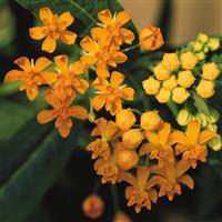 Silky Gold Asclepias