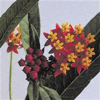 Silky Deep Red Asclepias