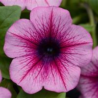 Main Stage™ Pink Vein Petunia