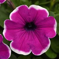 Main Stage™ Violet Picotee Petunia