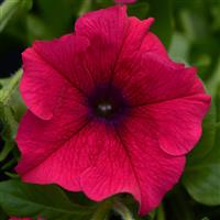 Main Stage™ Hot Pink Petunia