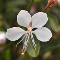Gaura lindheimeri Belleza<sup>®</sup> Early White
