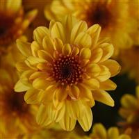 Cyclone Golden Yellow Garden Mum