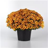Cyclone Golden Yellow Garden Mum