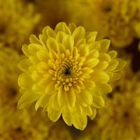 Cyclone Yellow Garden Mum