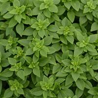 Bonsai Basil