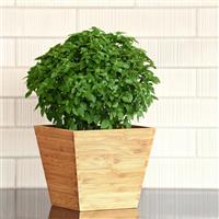 Bonsai Basil