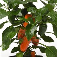 Fresh Bites Orange Edible Potted Pepper