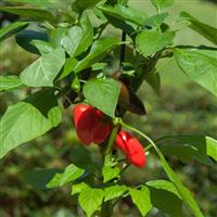 Fresh Bites Red Edible Potted Pepper
