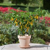 Hot Lemon Zest Edible Potted Pepper