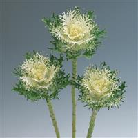 Crane Feather Snow Flowering Kale