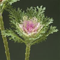 Crane Feather King White Flowering Kale
